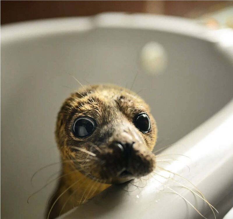 Seal Rescue Ireland is a charity dedicated to the rescue, rehabilitation and release of sick, injured, or orphaned seals. SRI runs a 24-Hour Rescue Line, supported by just over 600 Rescue Network Volunteers who help to assess, and transport seals to their care