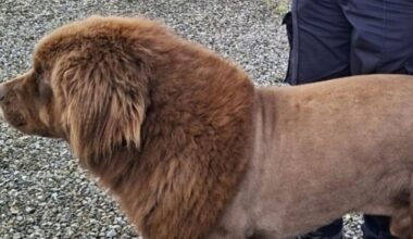 Gardaí conclude roaming ‘lion’ spotted in Clare was actually a dog