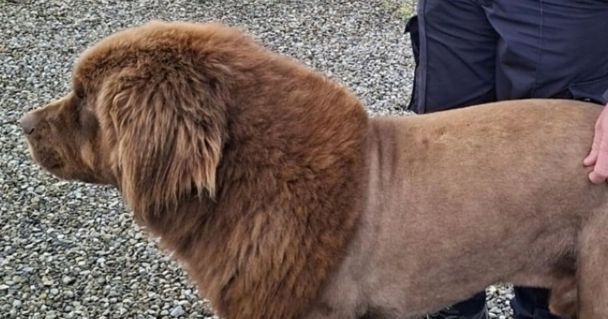 Gardaí conclude roaming ‘lion’ spotted in Clare was actually a dog