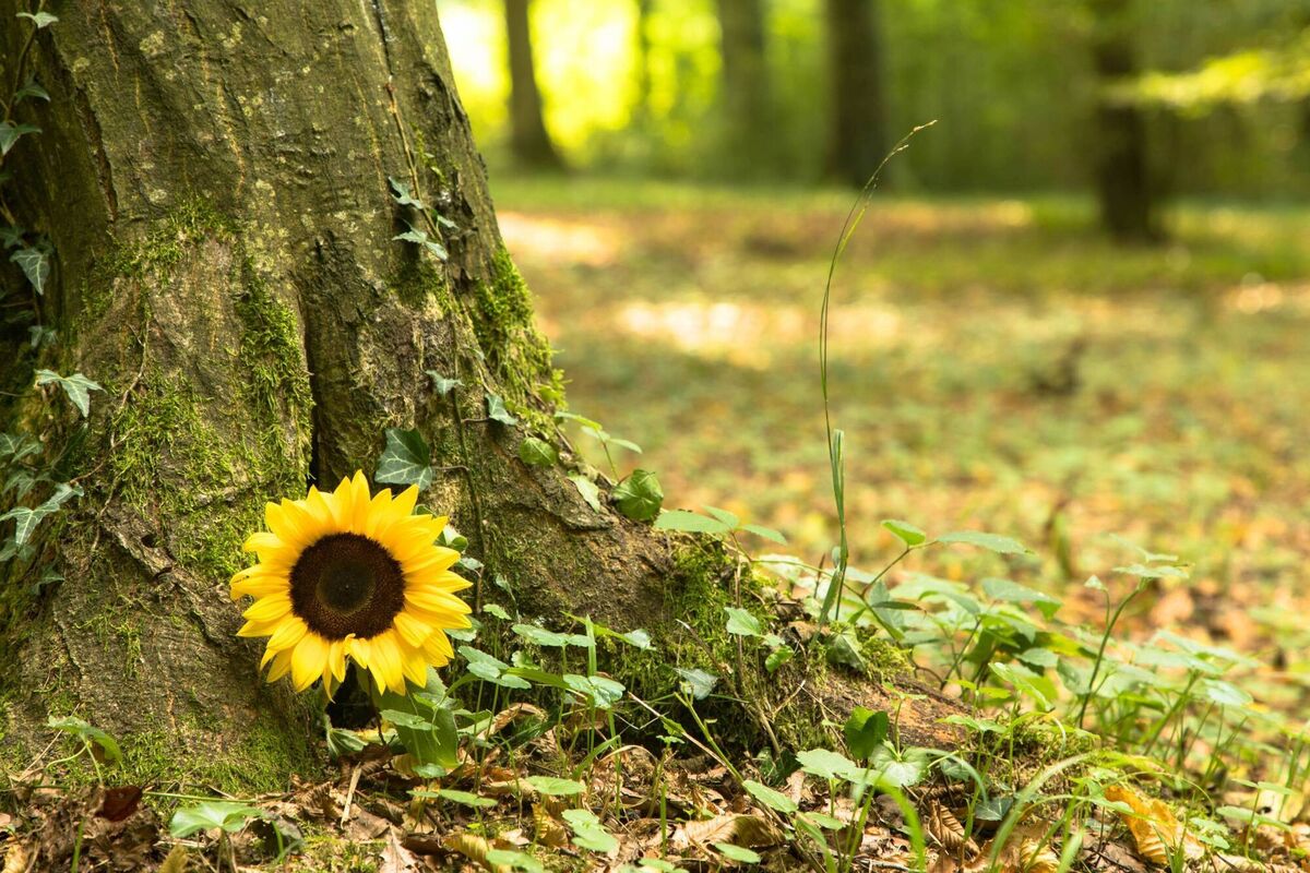 Natural burial: Instead of rows of headstones, you might find a meadow dotted with trees or a woodland glade. Graves can be marked with simple wooden plaques, wildflowers, or GPS coordinates