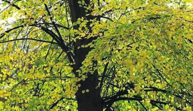 What to bear in mind when planting trees