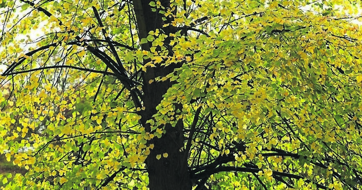 What to bear in mind when planting trees