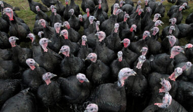 Bird flu, turkeys, and the 'nerve-wracking' weeks ahead