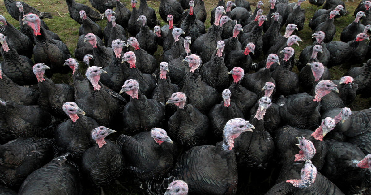 Bird flu, turkeys, and the 'nerve-wracking' weeks ahead