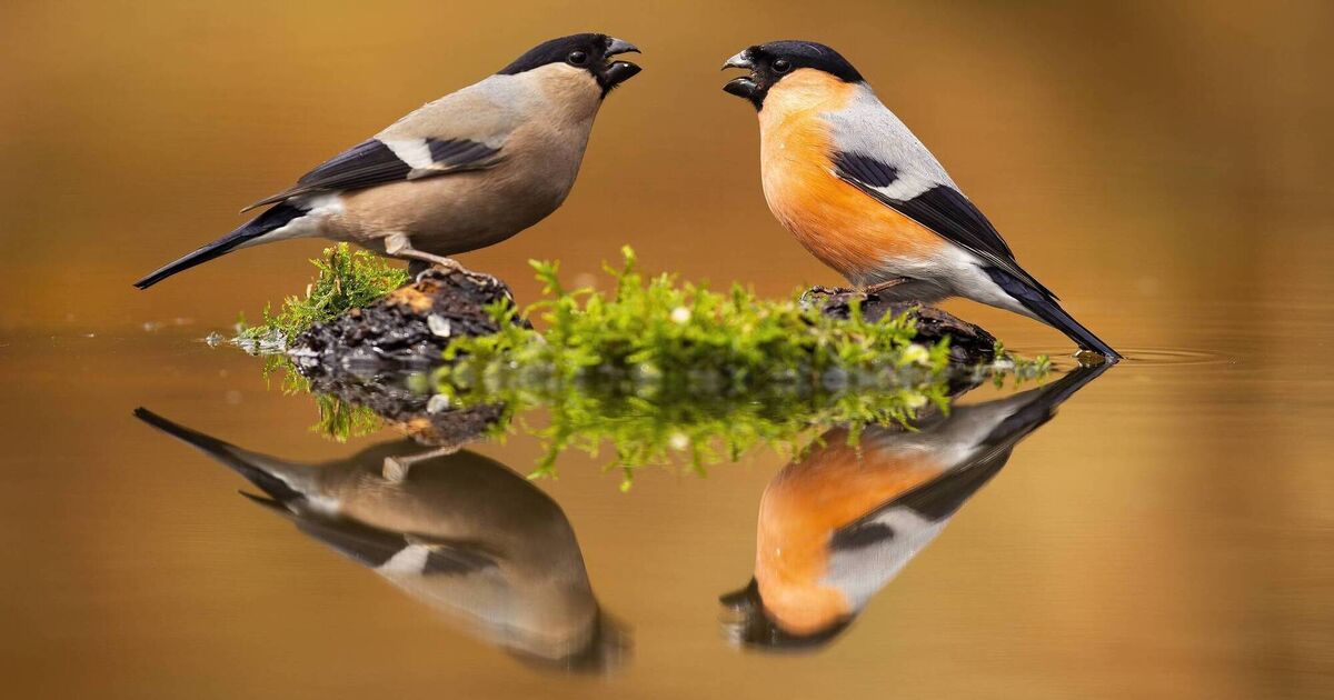 Why female mammals live longer than males but female birds die first