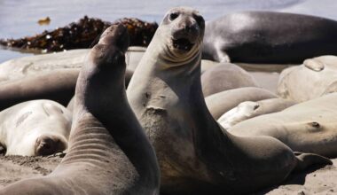Bird flu kills half of South Atlantic's breeding elephant seals, sparking fears for future of species