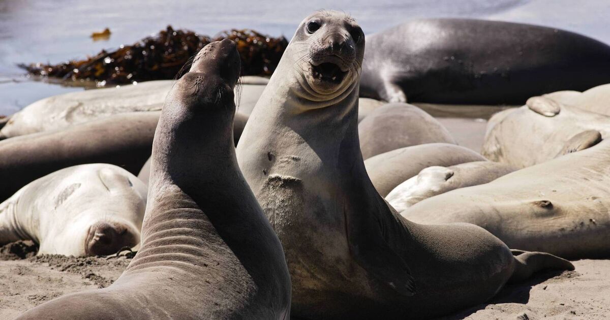 Bird flu kills half of South Atlantic's breeding elephant seals, sparking fears for future of species