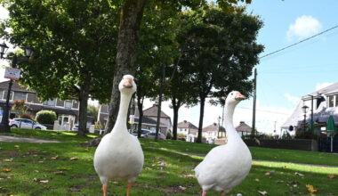 Public told follow bird-flu safety policies at Cork's Lough