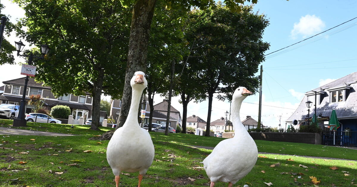 Public told follow bird-flu safety policies at Cork's Lough