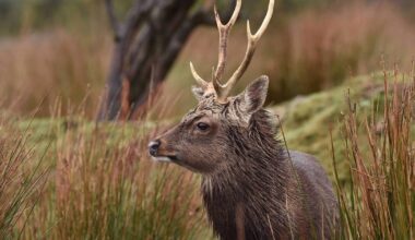 Wild Irish venison could become the next big sustainable food trend