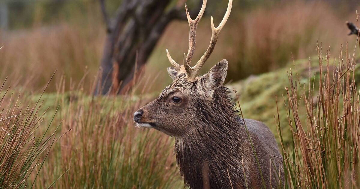 Wild Irish venison could become the next big sustainable food trend