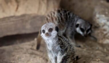 ‘Life goes on’ at Fota with birth of two meerkats