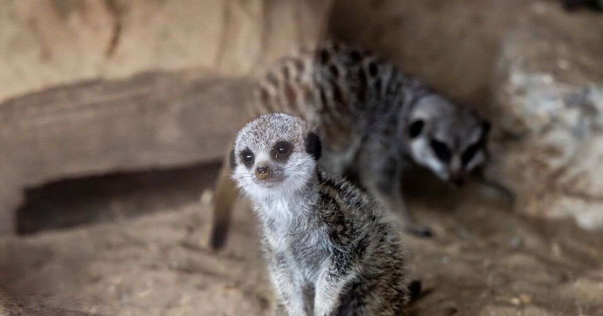 ‘Life goes on’ at Fota with birth of two meerkats