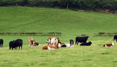 Cows and bulls stolen overnight from Cork farmyard