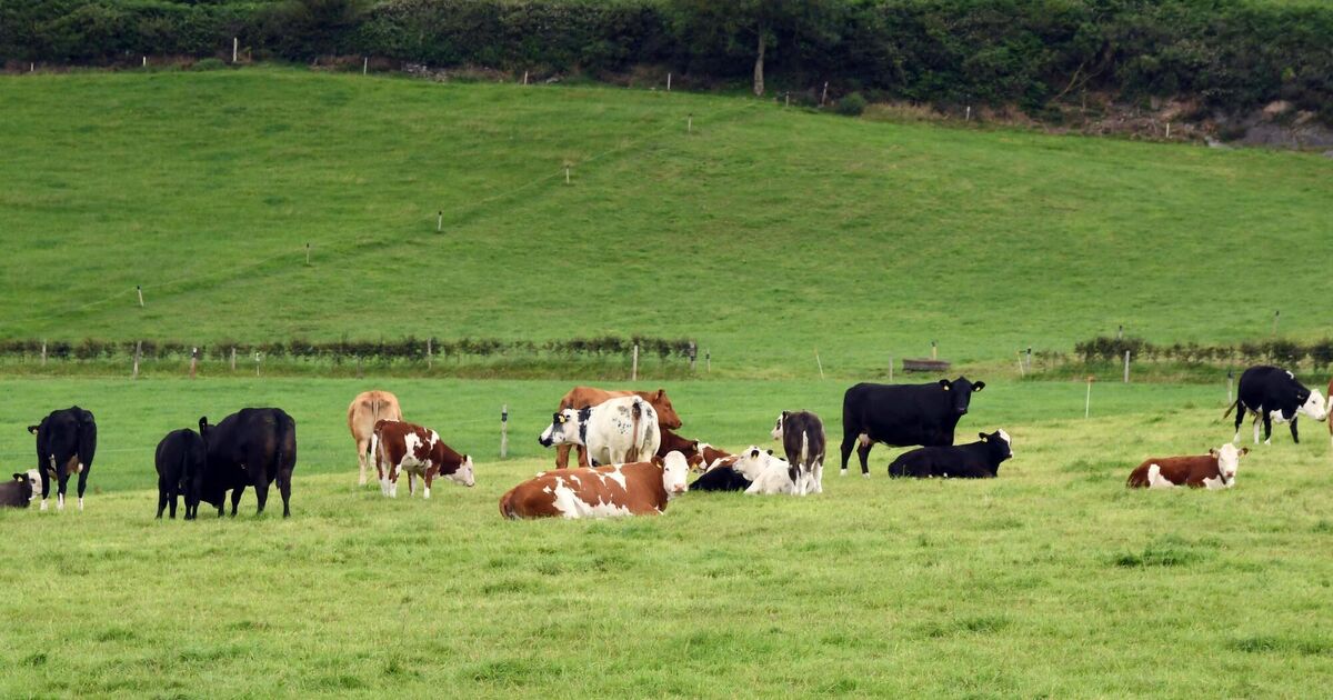 Cows and bulls stolen overnight from Cork farmyard