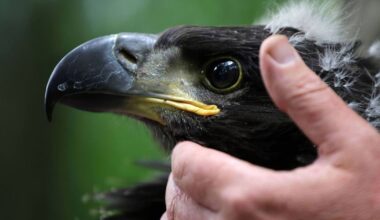 Rewilding for nature recovery