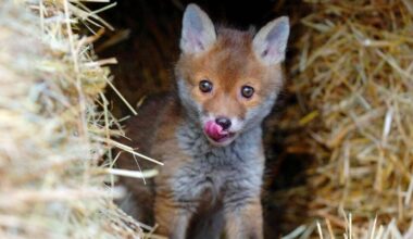 Fox-hunting — conflicting attitudes between urban dwellers and farmers