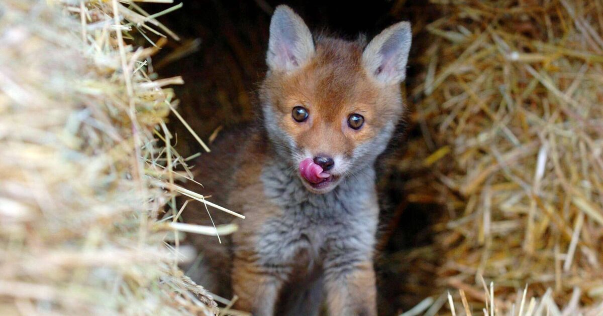 Fox-hunting — conflicting attitudes between urban dwellers and farmers