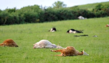 Limerick farmer takes over an hour to enter 173 guilty pleas in court to animal cruelty offences