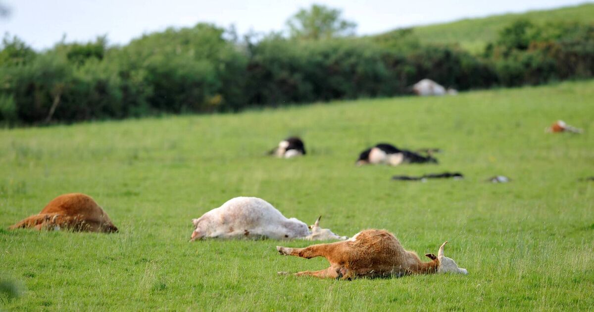 Limerick farmer takes over an hour to enter 173 guilty pleas in court to animal cruelty offences