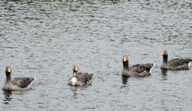 Test results due on dead birds removed from The Lough  ‘next week’