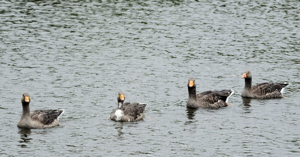 Test results due on dead birds removed from The Lough  ‘next week’