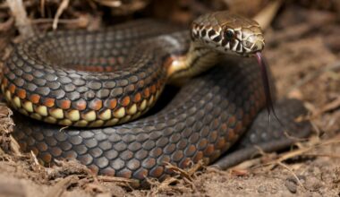 There’s shocking intensity to Australia’s natural world – The Irish Times