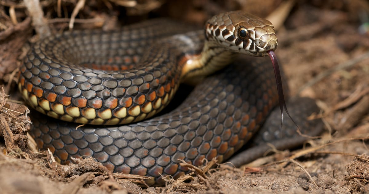 There’s shocking intensity to Australia’s natural world – The Irish Times