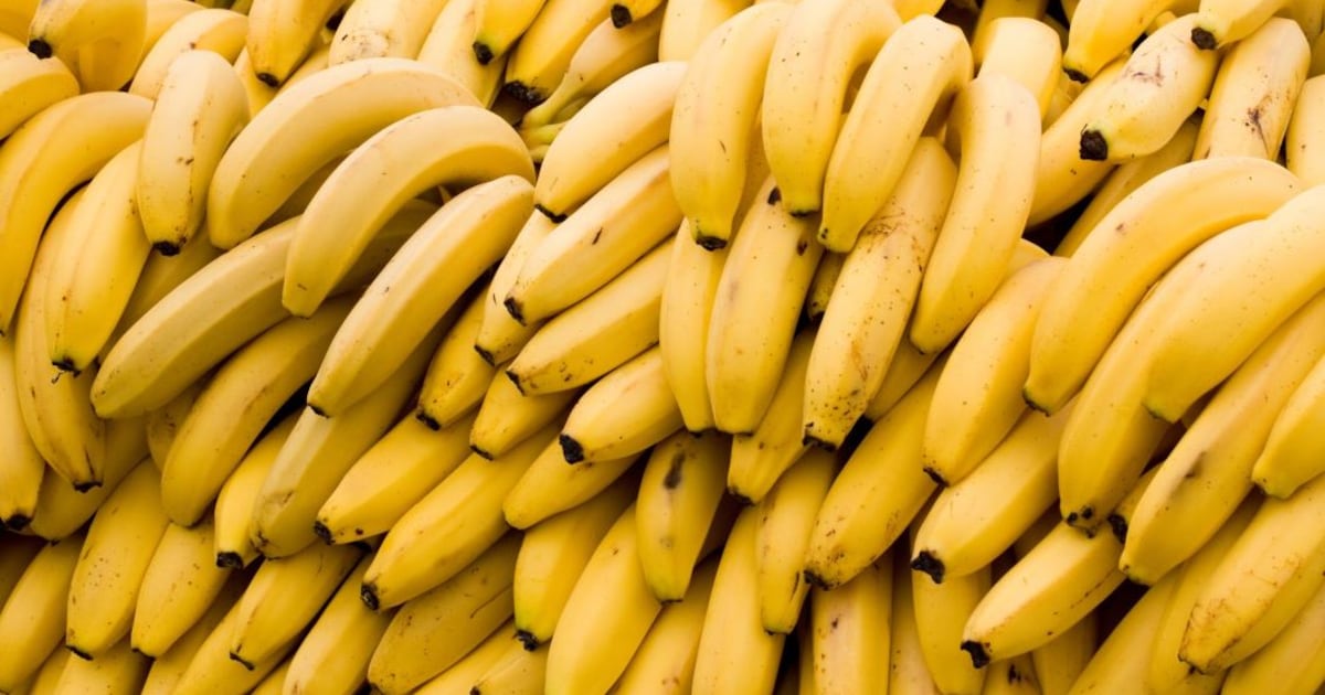 Vietnam launches emergency project to tackle TR4 banana wilt disease