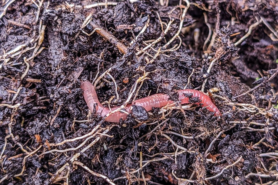 Earthworms digest organic matter and create air particles in the soil