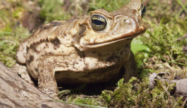 A mass culling of venomous toads takes place before I'm A Celebrity stars arrive at camp
