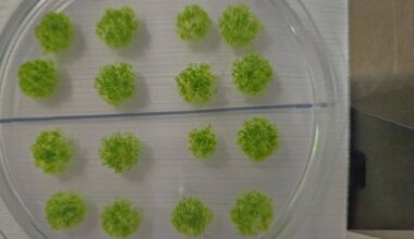 Moss spores can survive in space, Japan researchers say