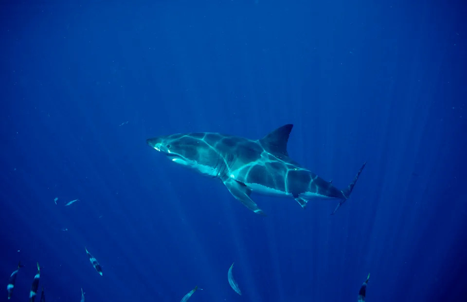 A white shark underwater in Australia.