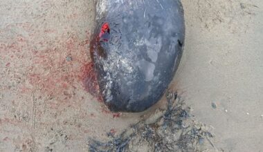 New whale species for Ireland washes up on beach in Donegal after being spotted by family