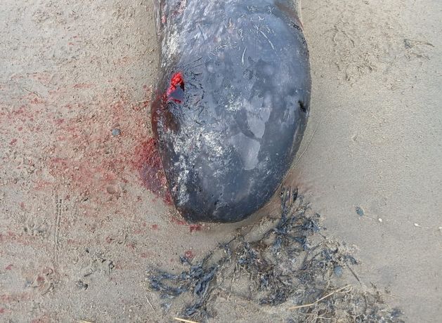 New whale species for Ireland washes up on beach in Donegal after being spotted by family