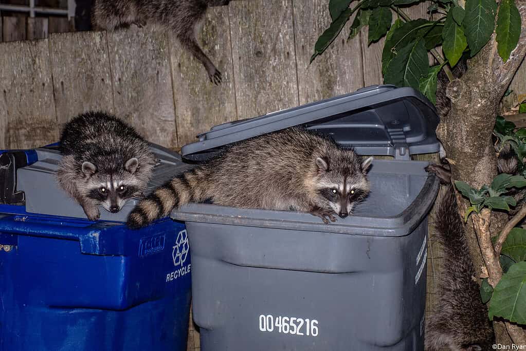 Raccoons on trash bins