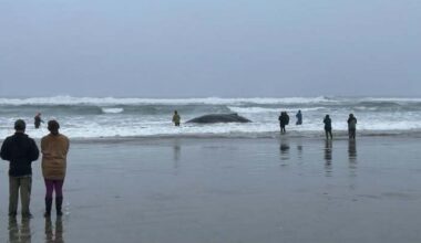 Beached humpback whale euthanized in Oregon – NBC Chicago
