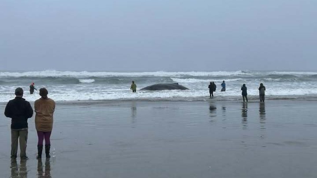 Beached humpback whale euthanized in Oregon – NBC Chicago