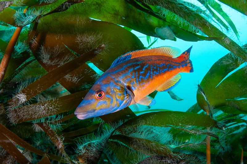 Male cuckoo wrasse near Rathlin. Photograph: Nigel Motyer