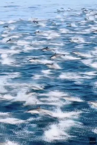 Domenic Biagini/Gone Whale Watching San Diego via Storyful