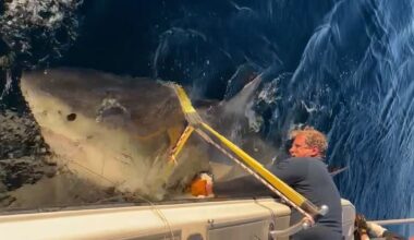Huge 14ft great white shark is largest ever recorded after surfacing in New Jersey | World | News