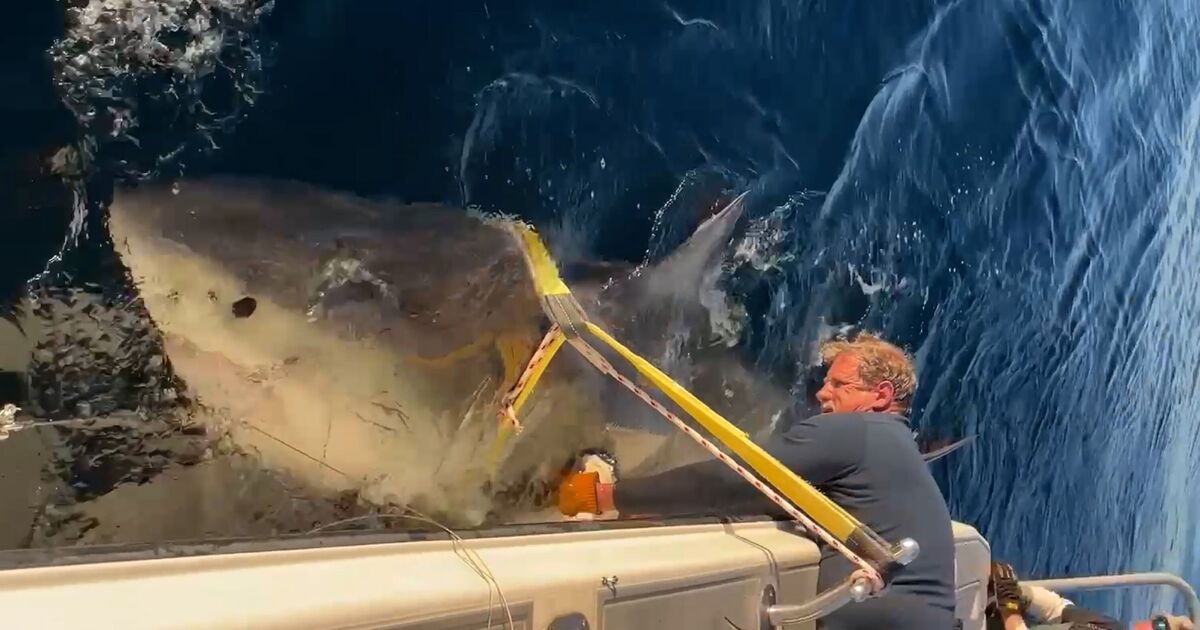 Huge 14ft great white shark is largest ever recorded after surfacing in New Jersey | World | News