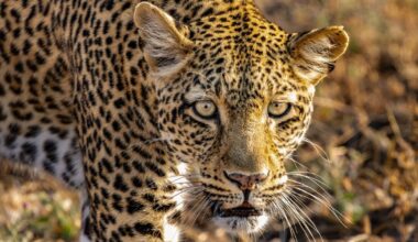 David Attenborough lifting Brits' mental health thanks to new BBC show | TV & Radio | Showbiz & TV