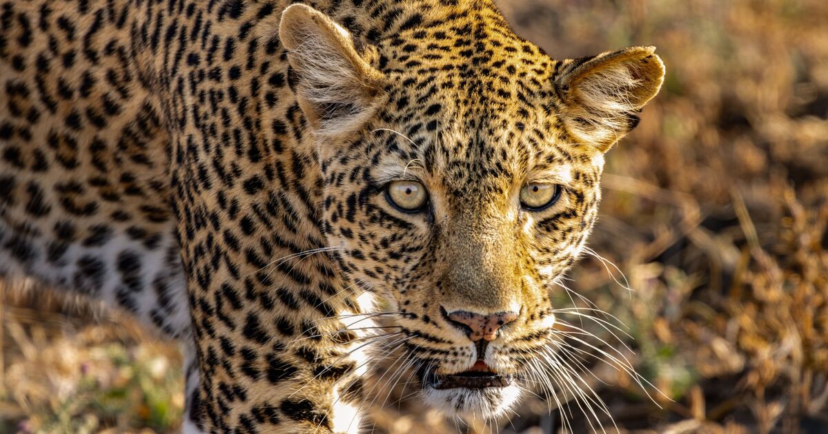 David Attenborough lifting Brits' mental health thanks to new BBC show | TV & Radio | Showbiz & TV