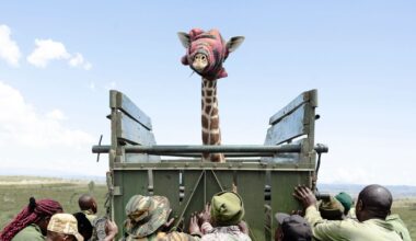 That's a tall order! Rangers save 207st giraffe...but he's reluctant to leave home | World | News