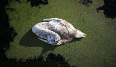 The King's swans at risk as avian flu sparks mass deaths in UK | Royal | News