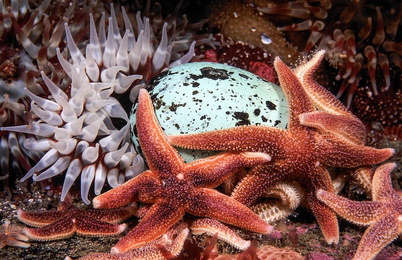 Anemone and a starfish with an egg.  Photograph: Nigel Motyer