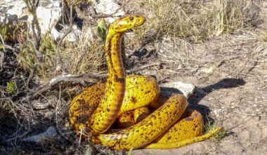 Alpaca antibodies used to create breakthrough snakebite treatment | Health