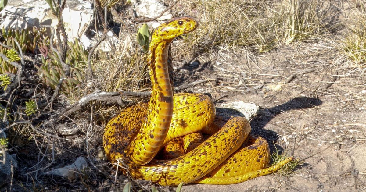 Alpaca antibodies used to create breakthrough snakebite treatment | Health