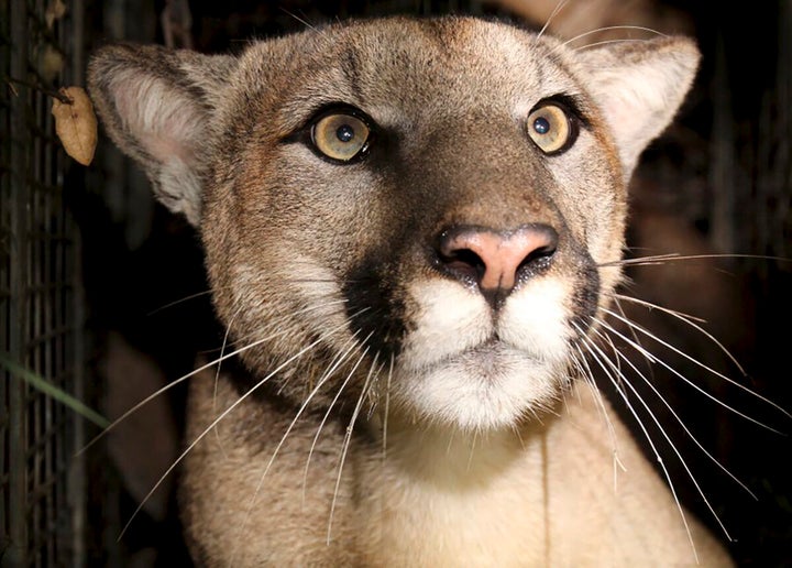 Mountain lions, also known as cougars.